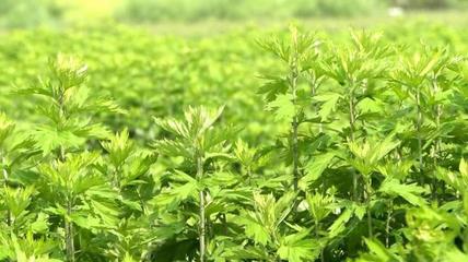 甲辰年首届郑州岐黄·中医药发展大会在新密市成功举办，聚焦中草药研发新篇章