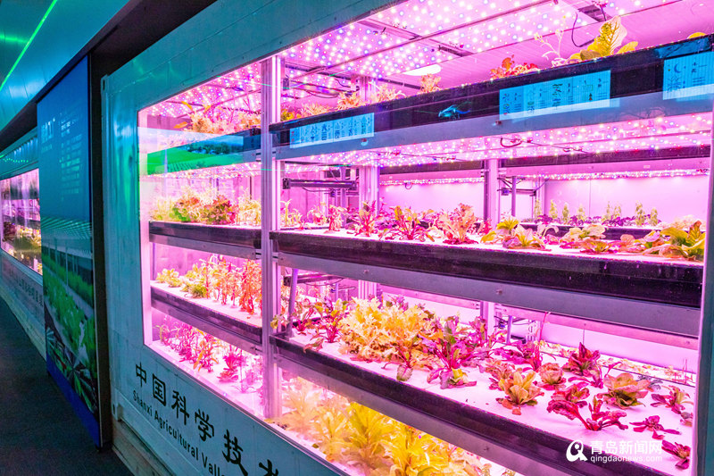 网媒山西行 走进晋中国家农高区科创基地，探秘现代农业与中草药研发