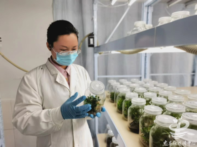 全市首家！忠县一企业获批生产铁皮石斛代用茶，中草药研发迈出关键一步