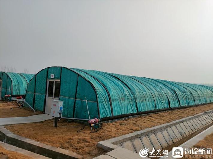 灵芝为核，科技赋能 中药材产业研发的三年至五年发展路径